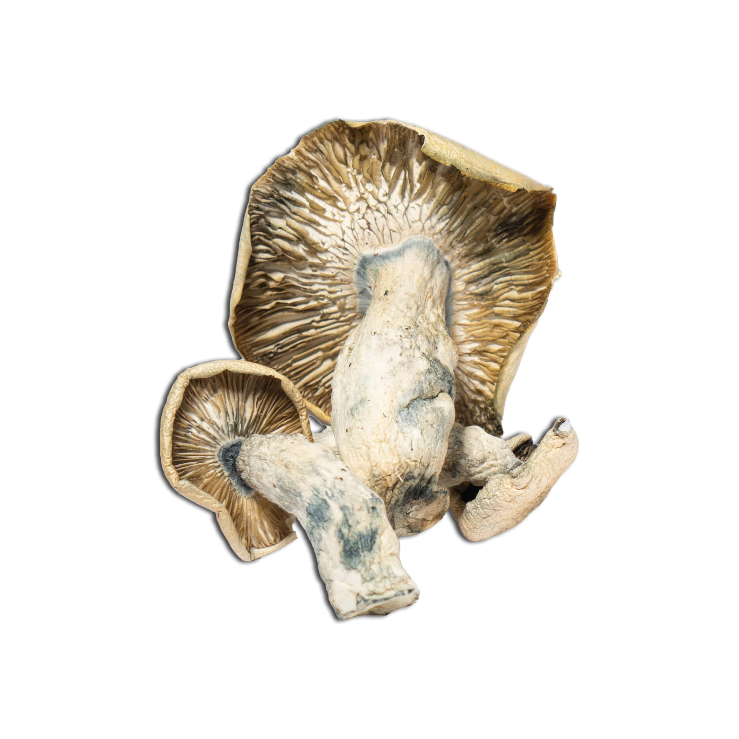 OG Melmac – BOGO OG Melmac – BOGO - Image 2