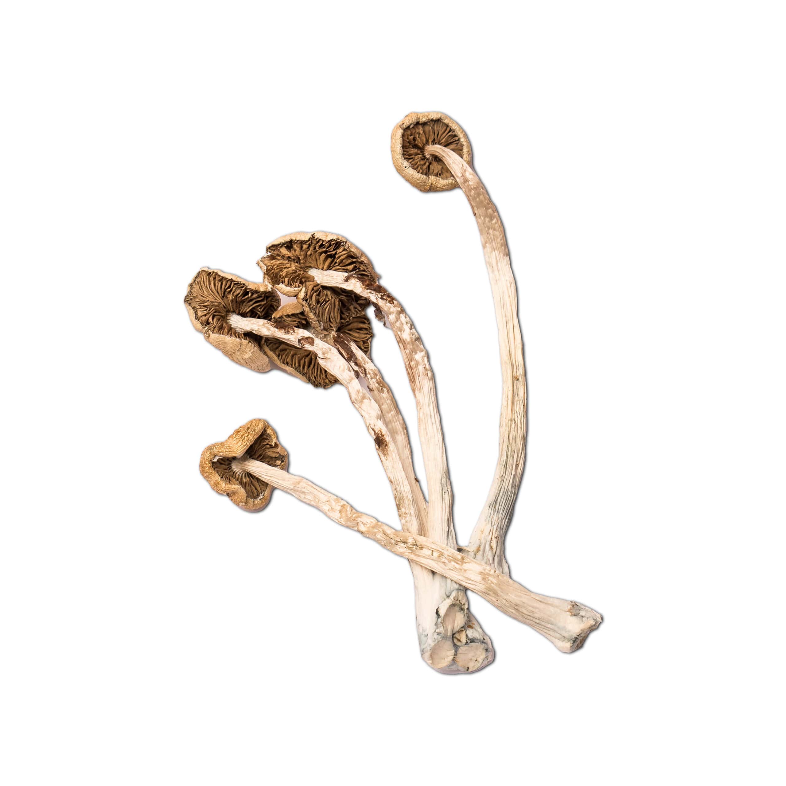 Golden Halo Golden Halo - Image 2