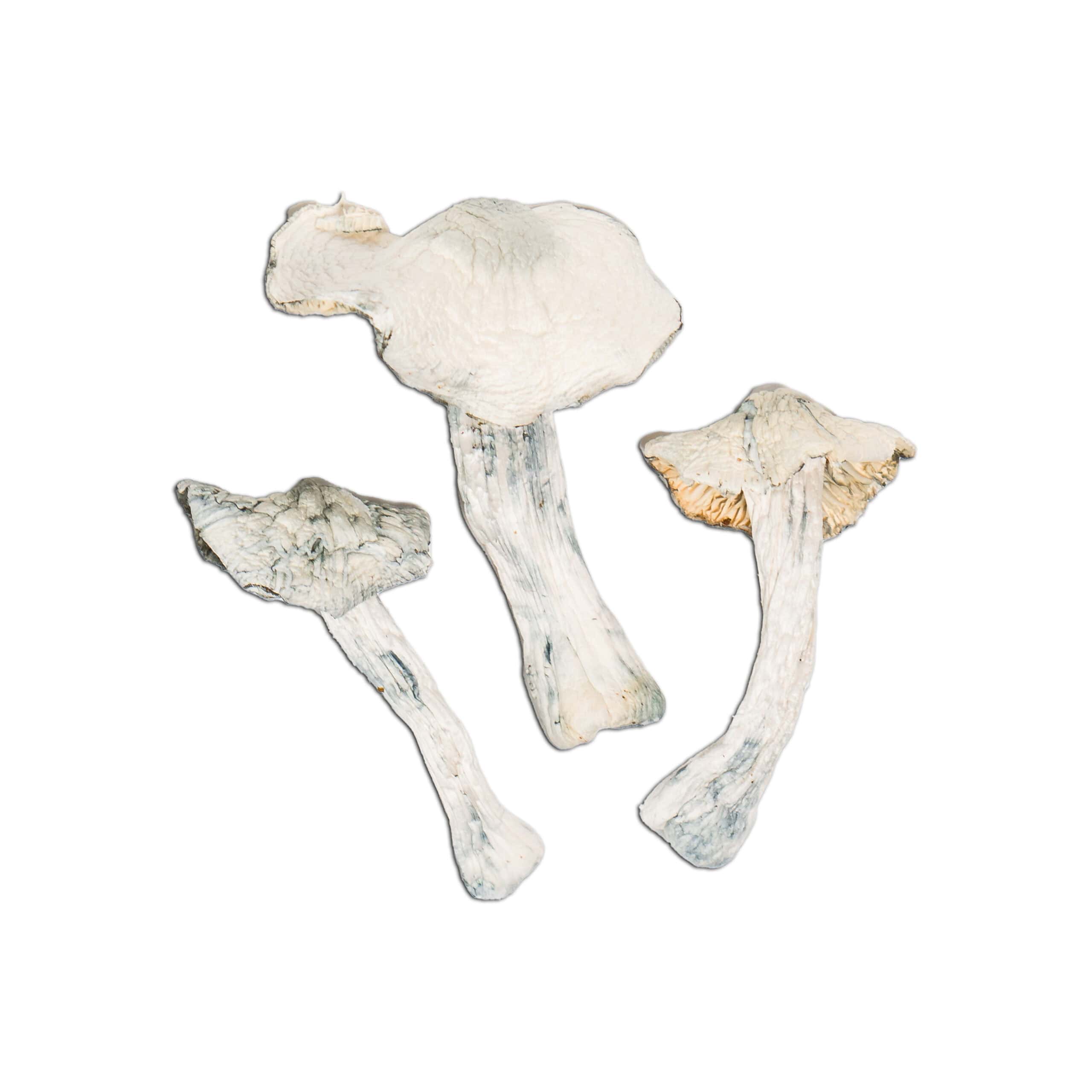 Atlantic Treasure Coast