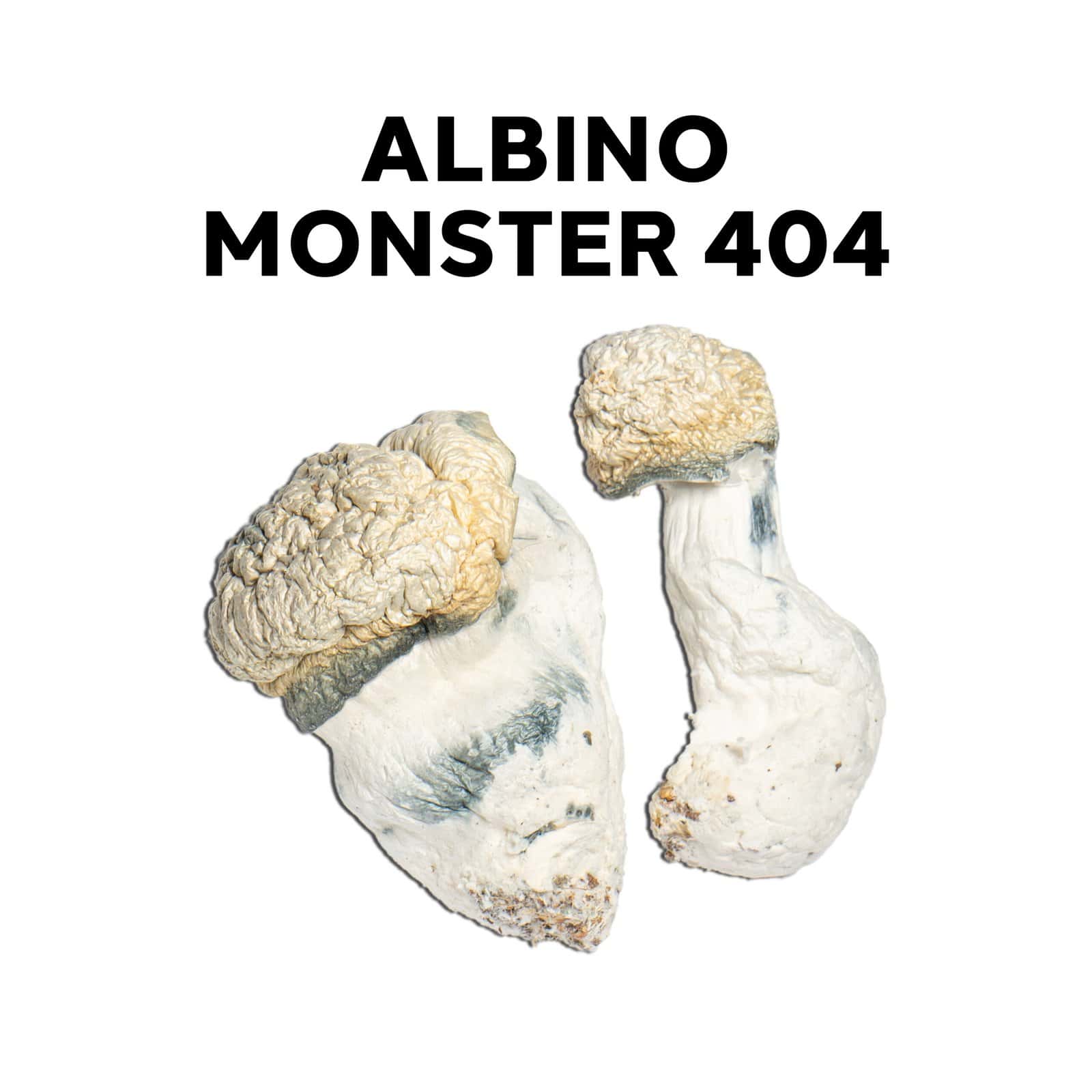 Albino Monster 404