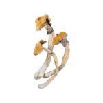 Jesus Christ Super Strain