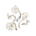 Golden Halo Golden Halo