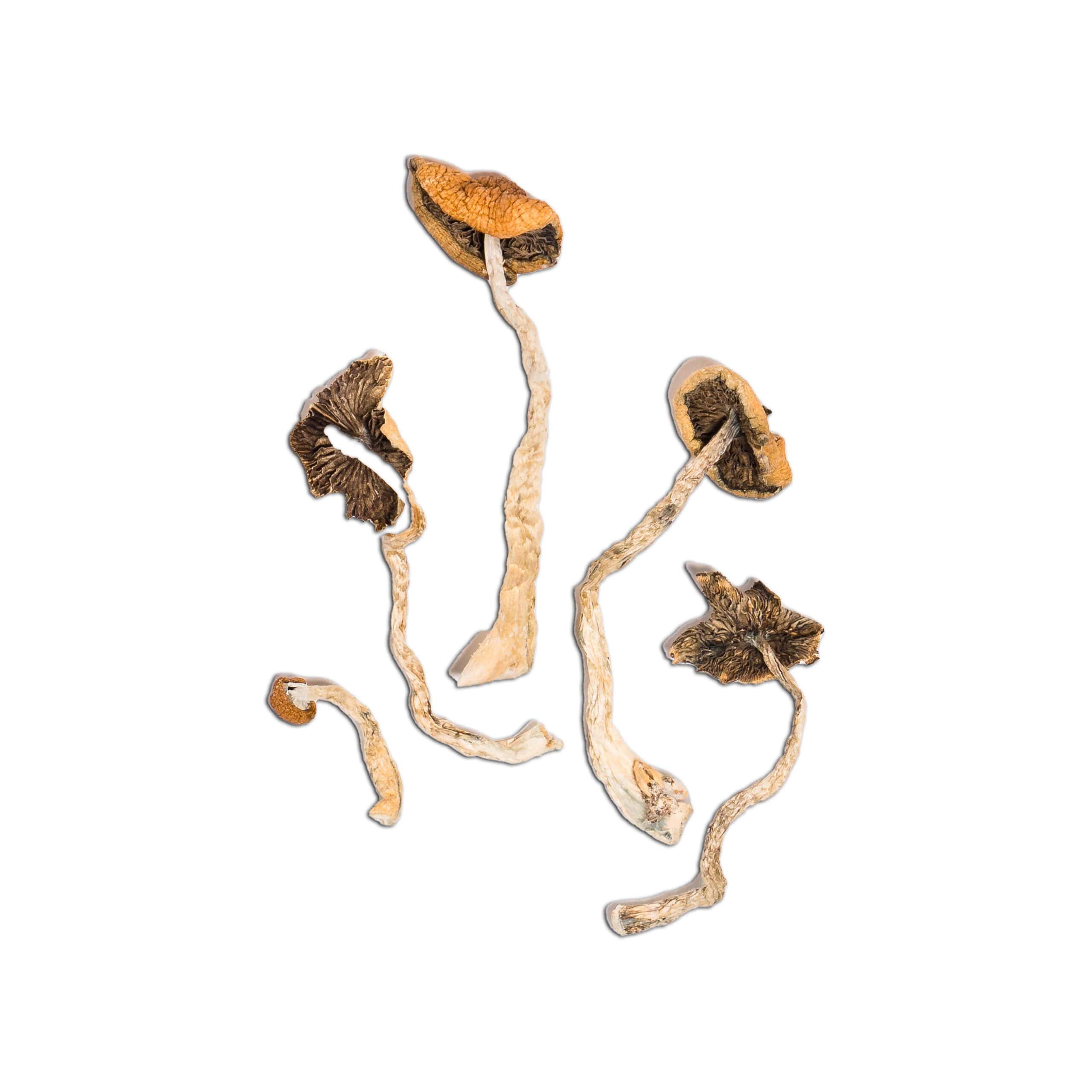 Mazatapec Mazatapec - Image 2