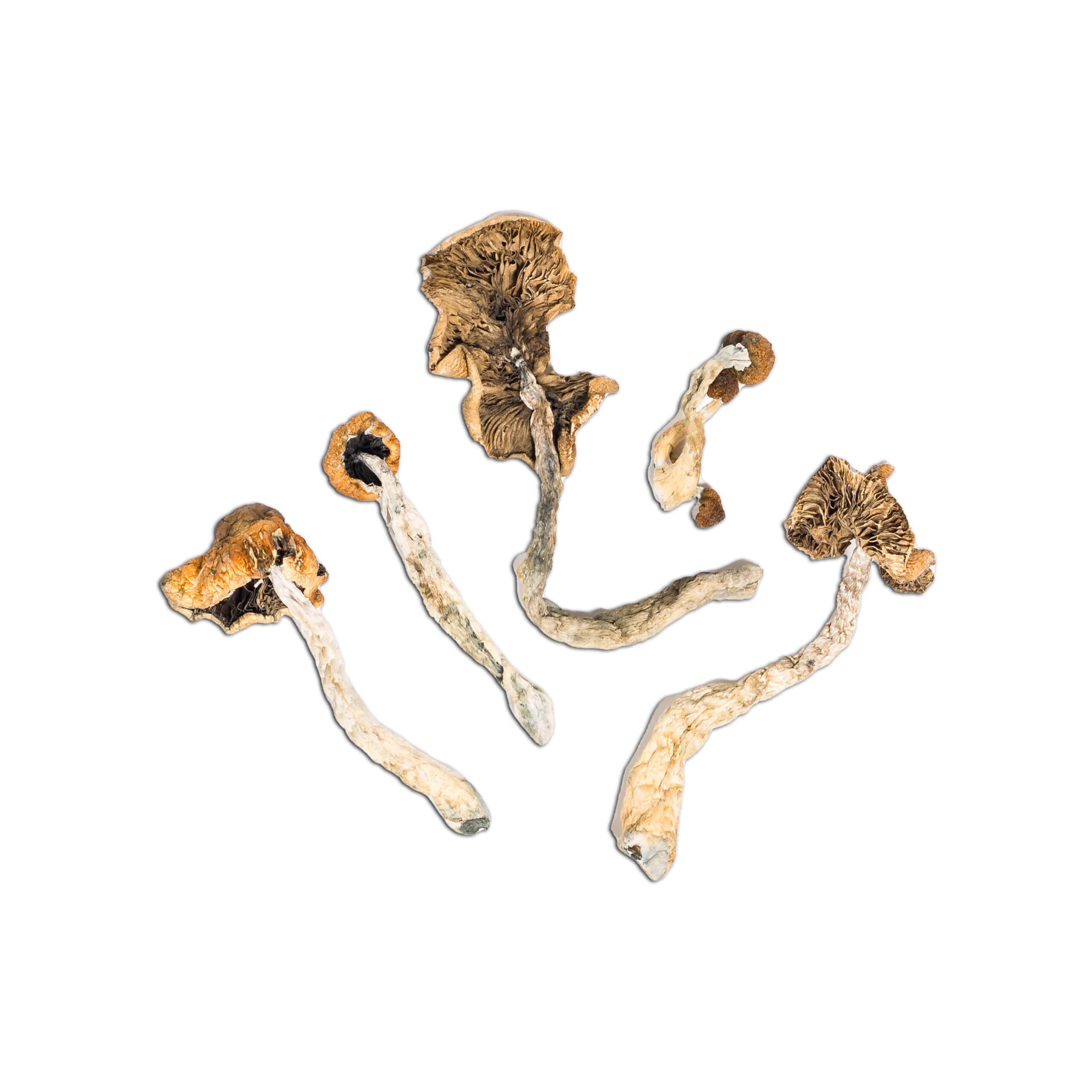 Mexican Mexican - Image 2