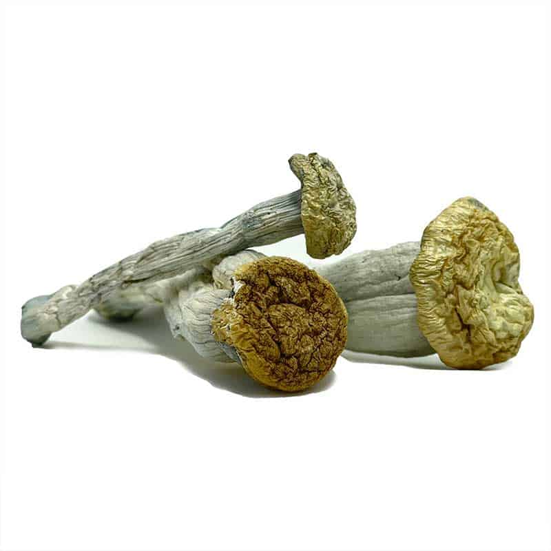 Yeti Mushrooms (28g) Yeti Mushrooms (28g) - Image 2